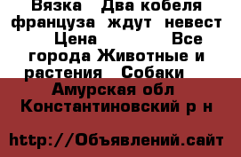  Вязка ! Два кобеля француза ,ждут  невест.. › Цена ­ 11 000 - Все города Животные и растения » Собаки   . Амурская обл.,Константиновский р-н